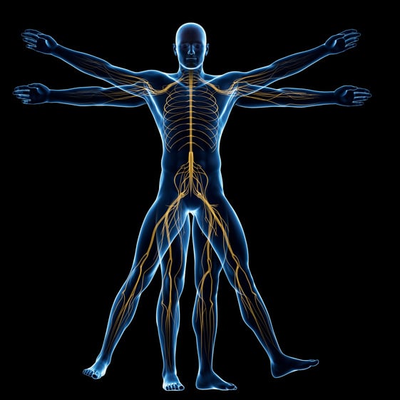 "Human nervous system (Vitruvian man)